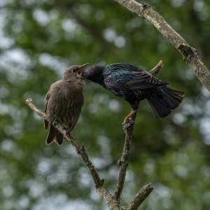 Redwell   27 05 2020   D500   Les 280.jpg